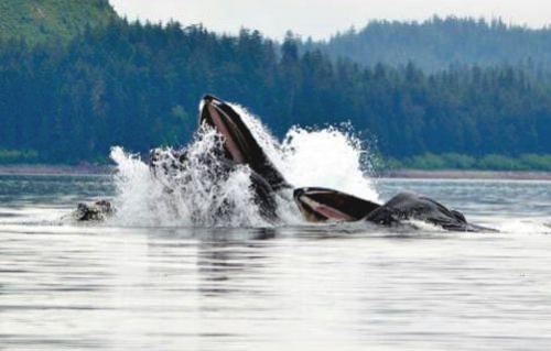 500-icy-strait-alaska